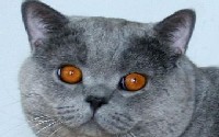 британские кошки британские кошки