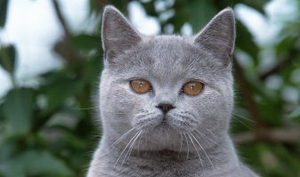 британская короткошёрстная британская короткошёрстная