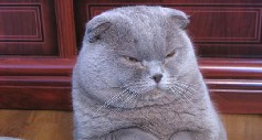 шотландская вислоухая кошка шотландская вислоухая кошка